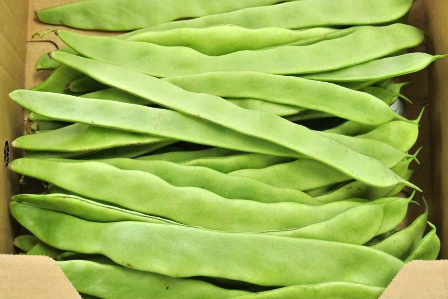 ジャンボインゲン