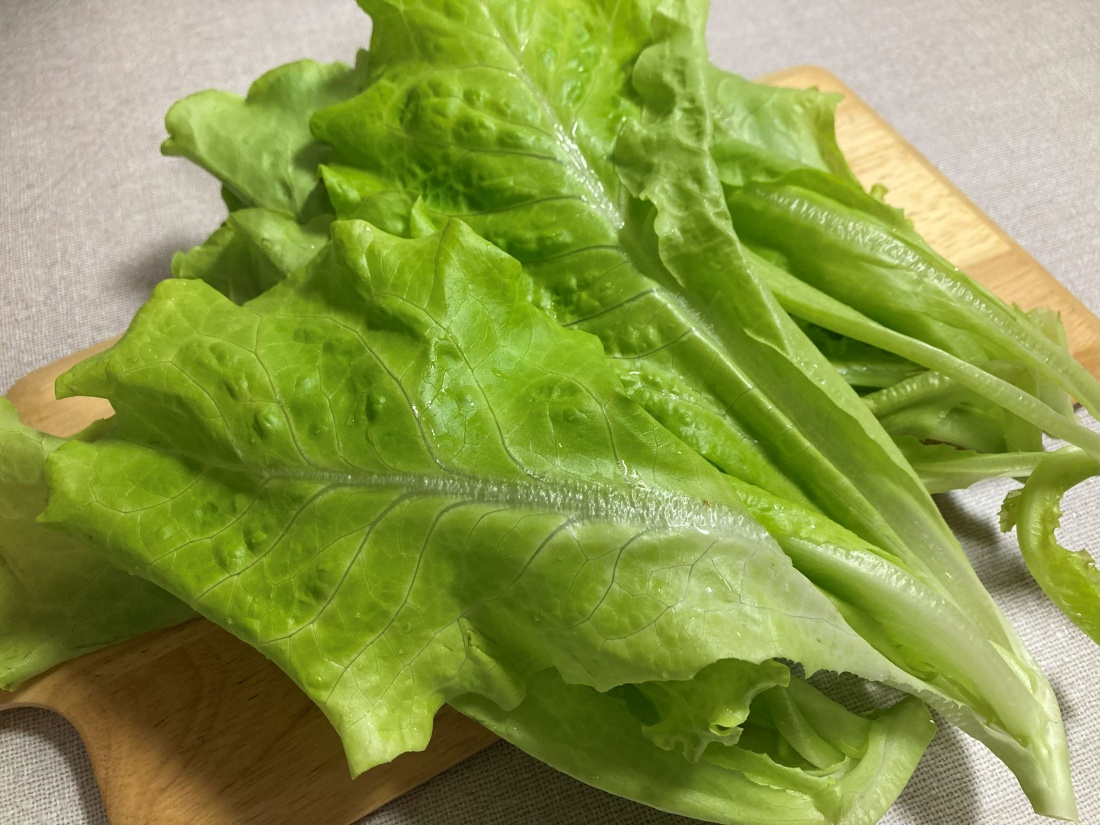 チャオチャオレタス