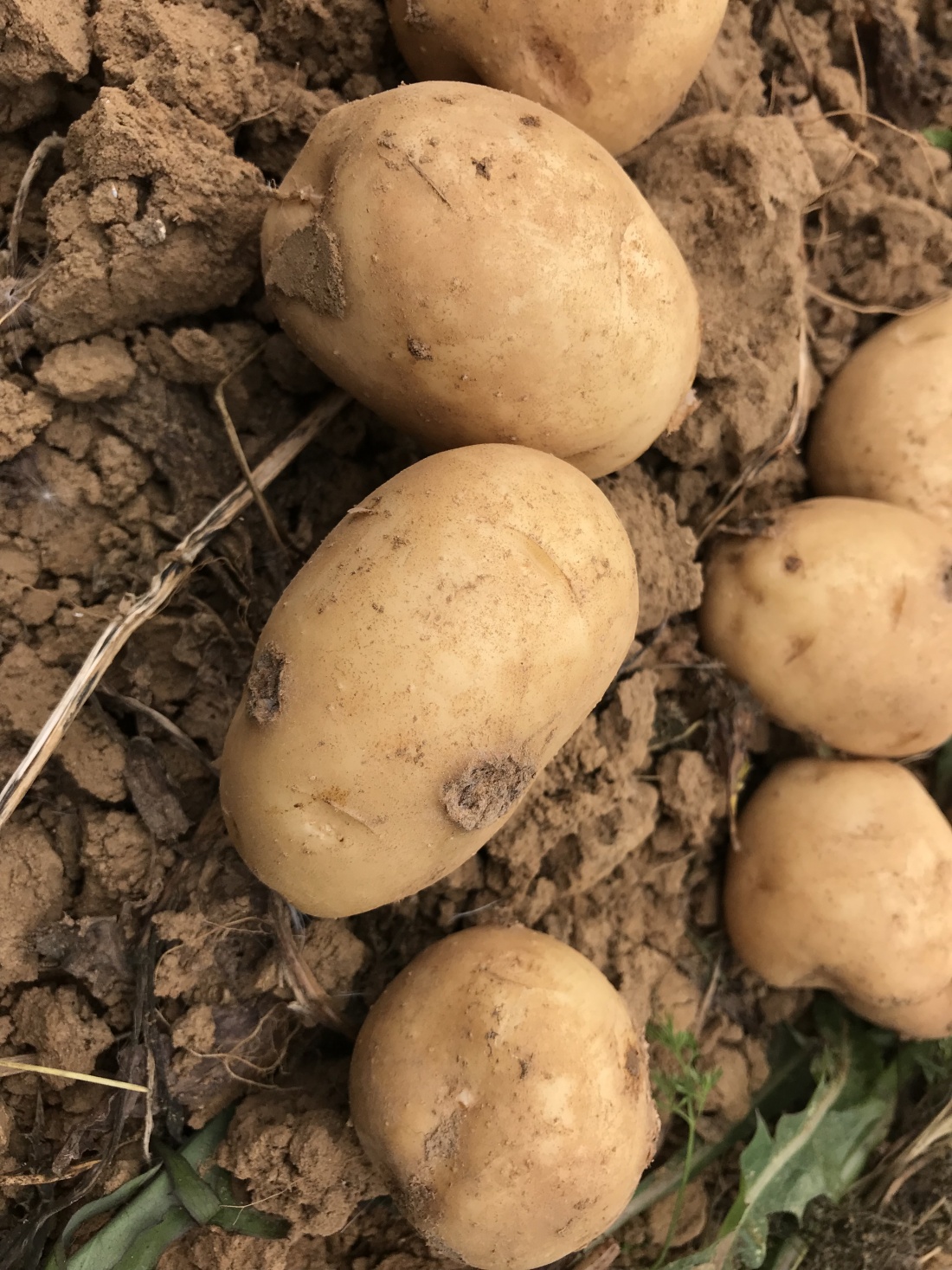 じゃがいも(ニシユタカ)