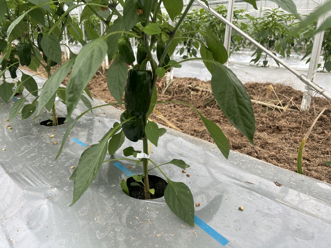 さららピーマン