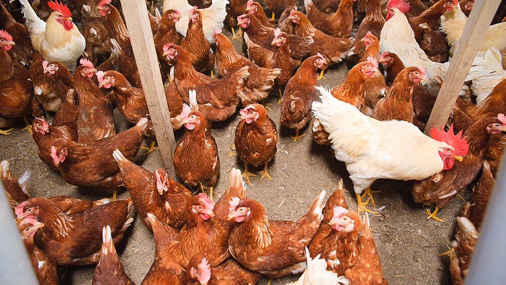 The floor of the chicken coup is like forest humus.